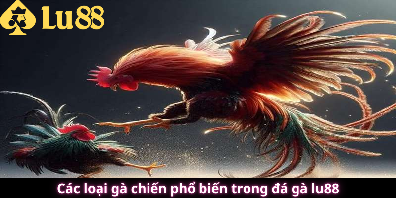 đá gà lu88
