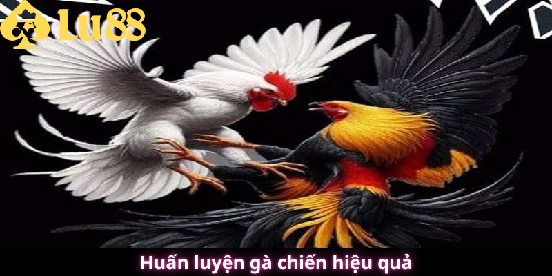 đá gà lu88