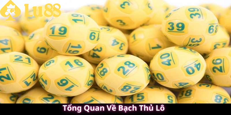 Bạch thủ lô là gì?